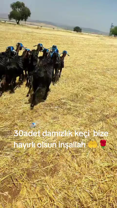 @İbrahim Erhan erhan