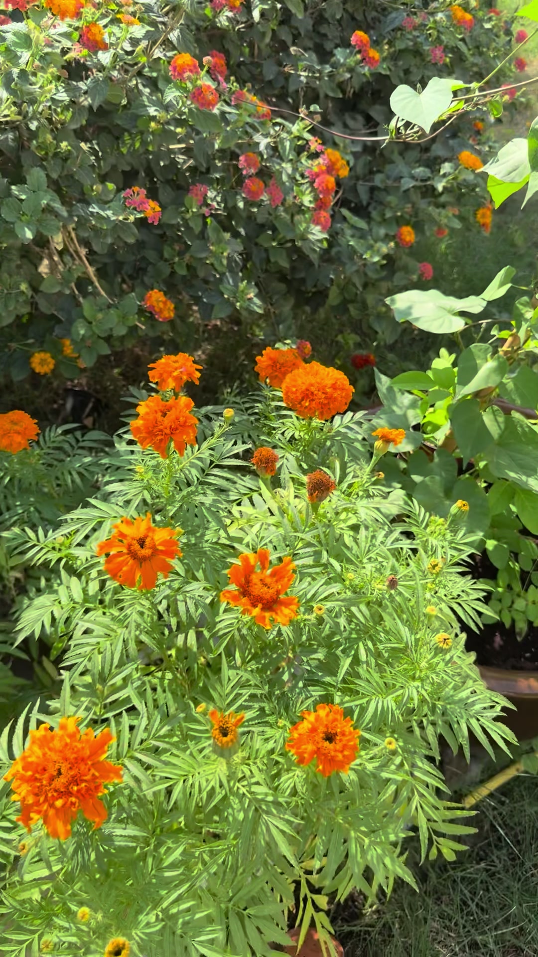 @عالم سرور🌿