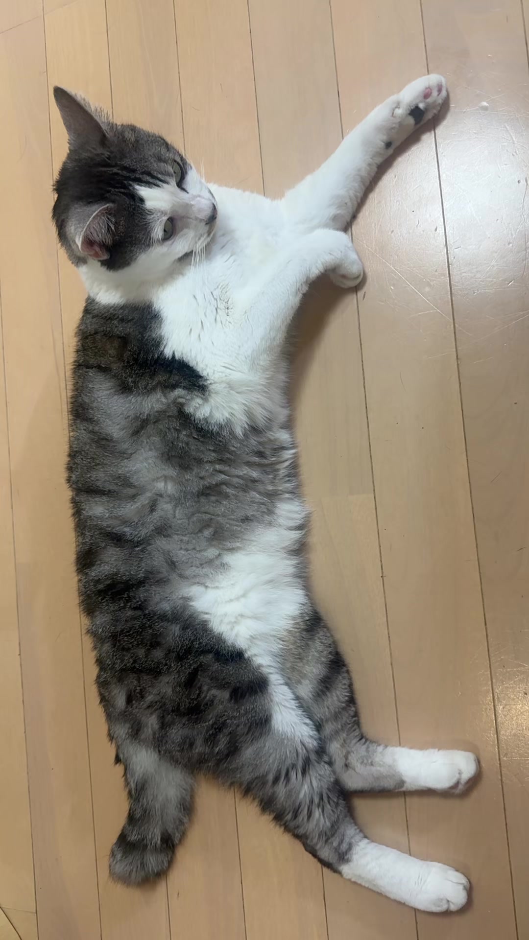@こねのちう