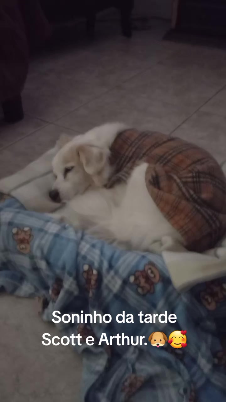 @Dogsitter
