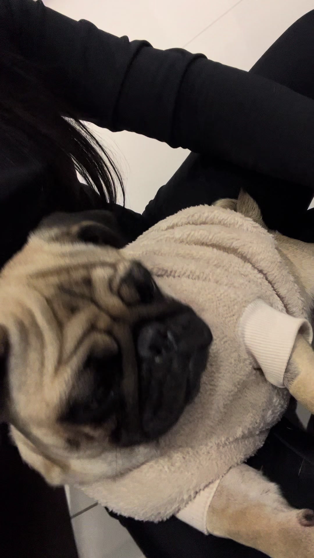 @pugSofyHarry
