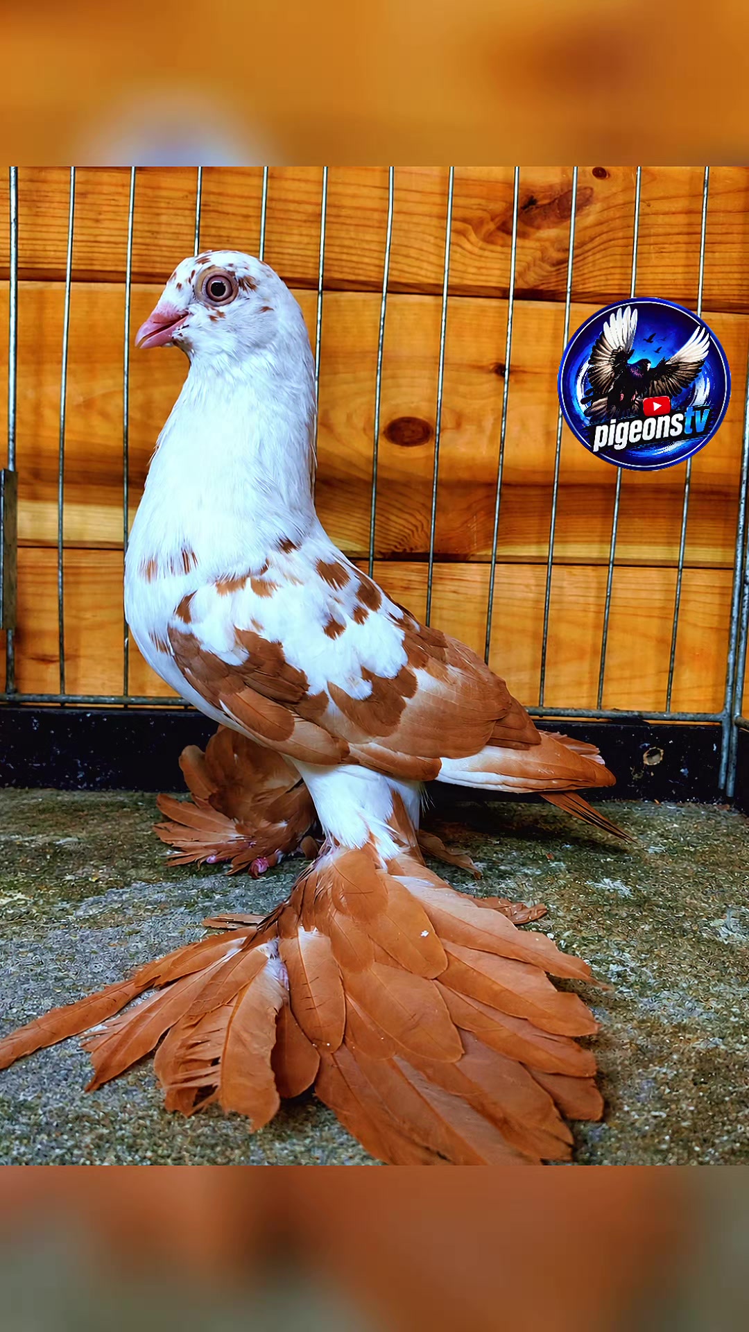 @Pigeons Tv