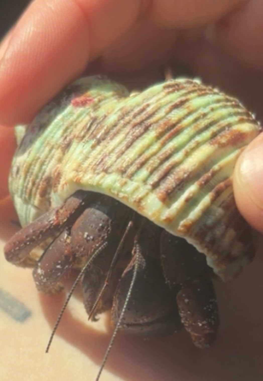 @hermie the hermit crab