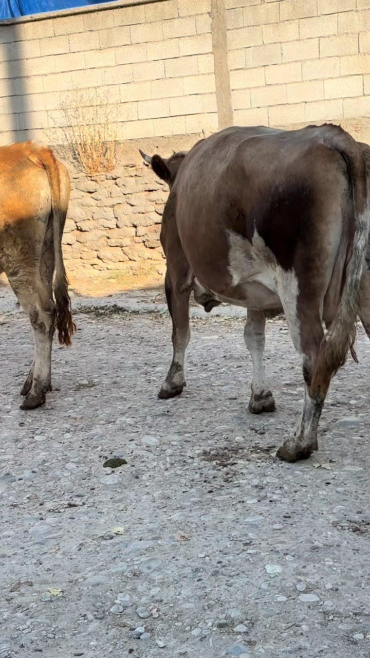 @masoooo