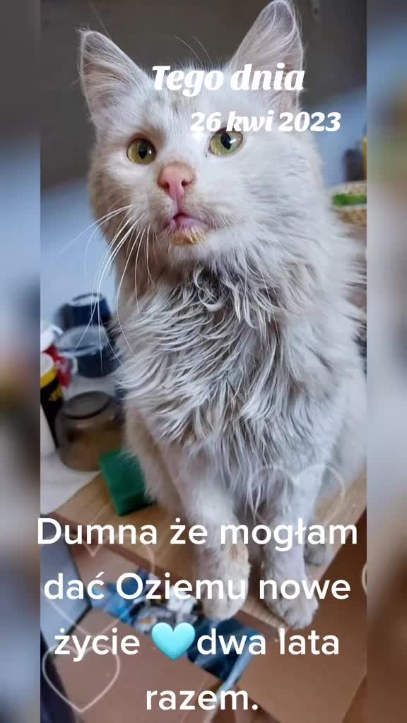 @Animal merwige fci