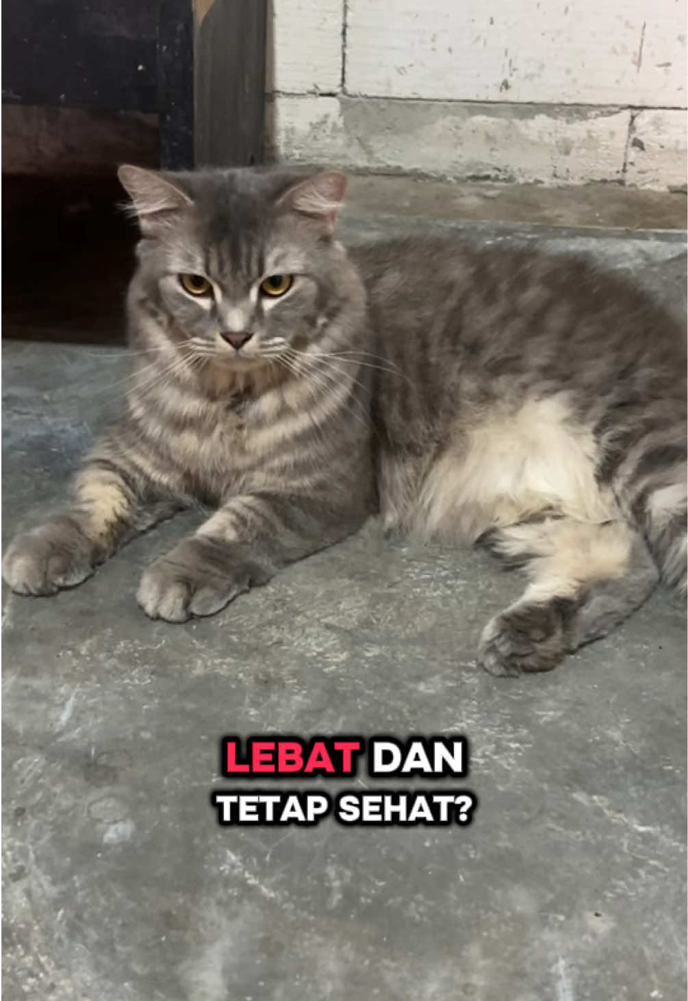 @BUMI ANABUL😺