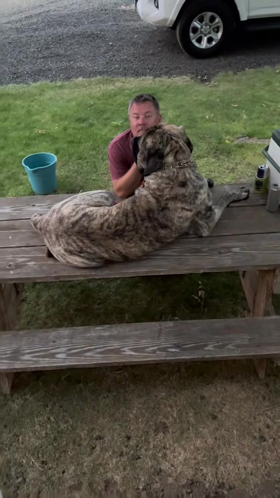 @BrindleBearTheMastiff