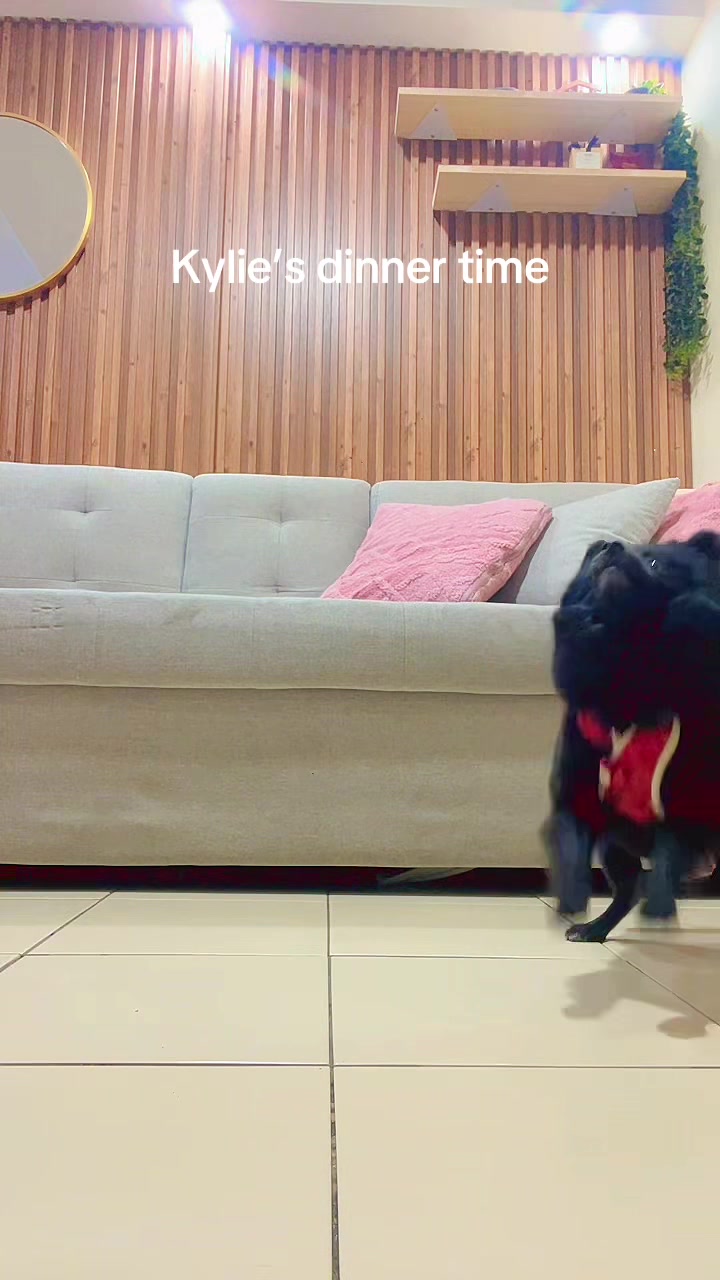 @The Fibibi Paws- Pet Sitting