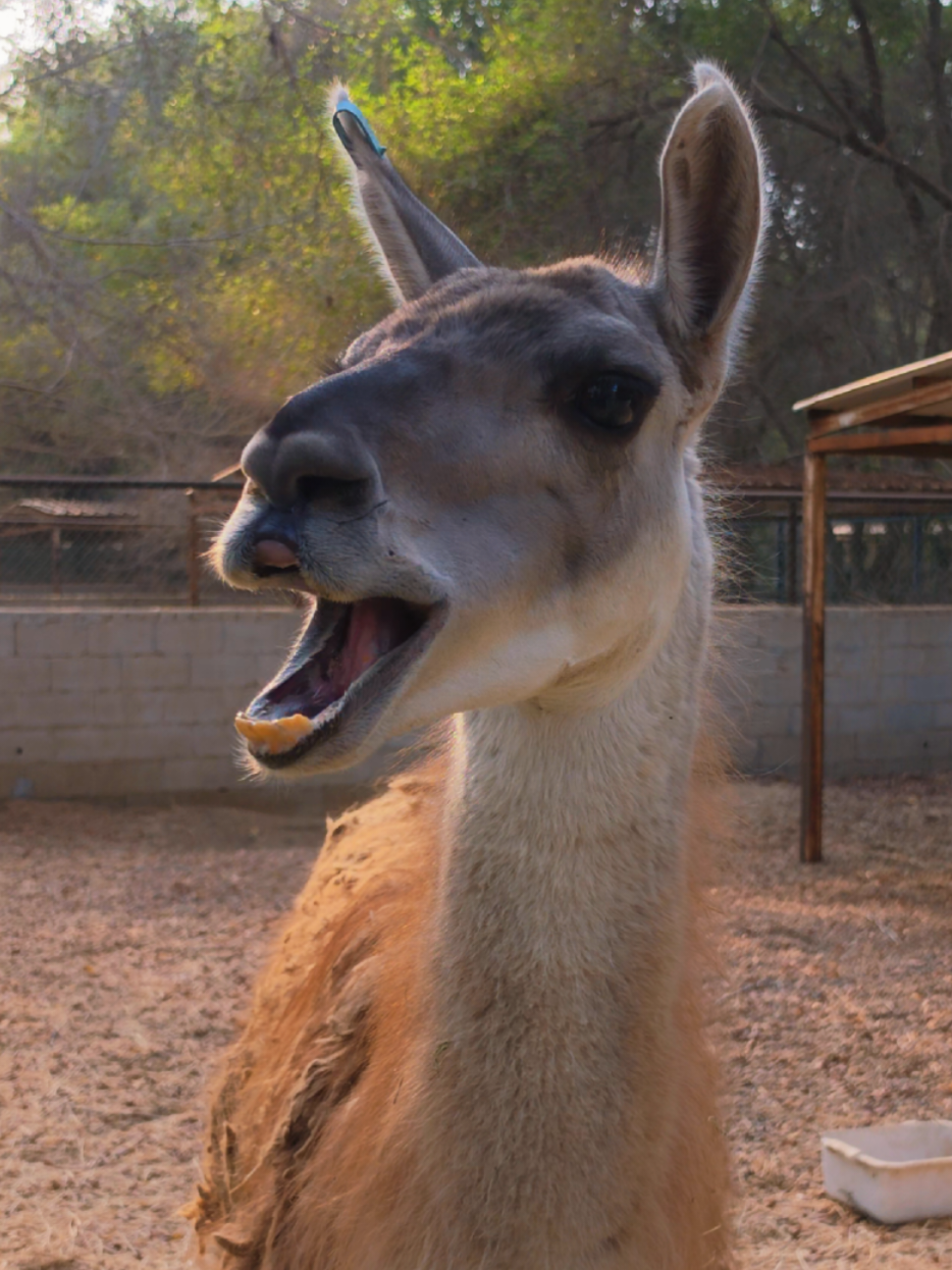 @funny:)animalsbytwins