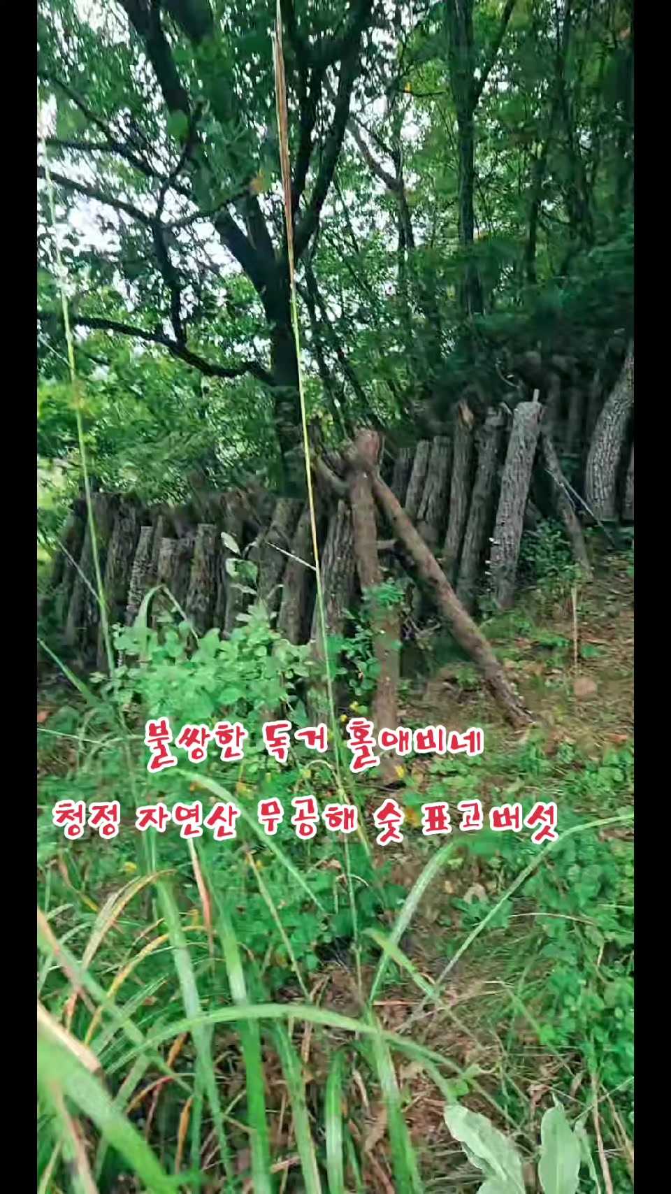 @나는 자연인이다 ~🤪