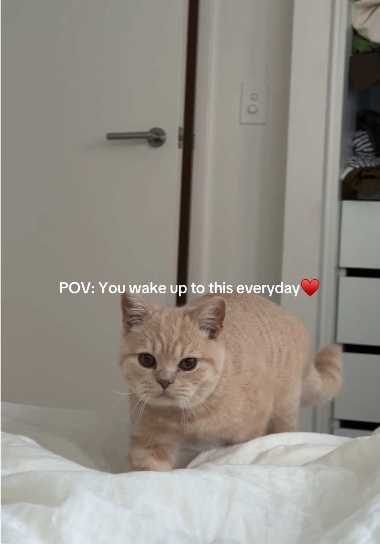 @Chuchu The British Shorthair