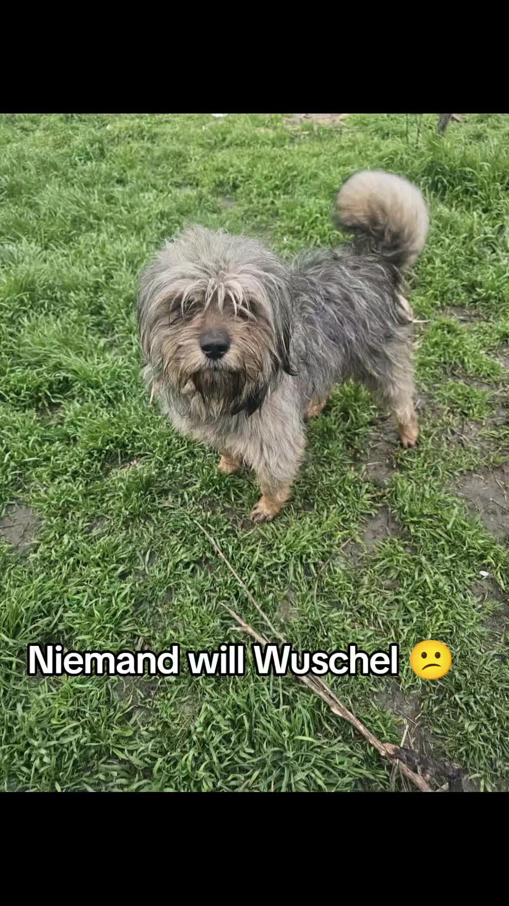 @🐾 PfoteF&uuml;rPfote 🐾