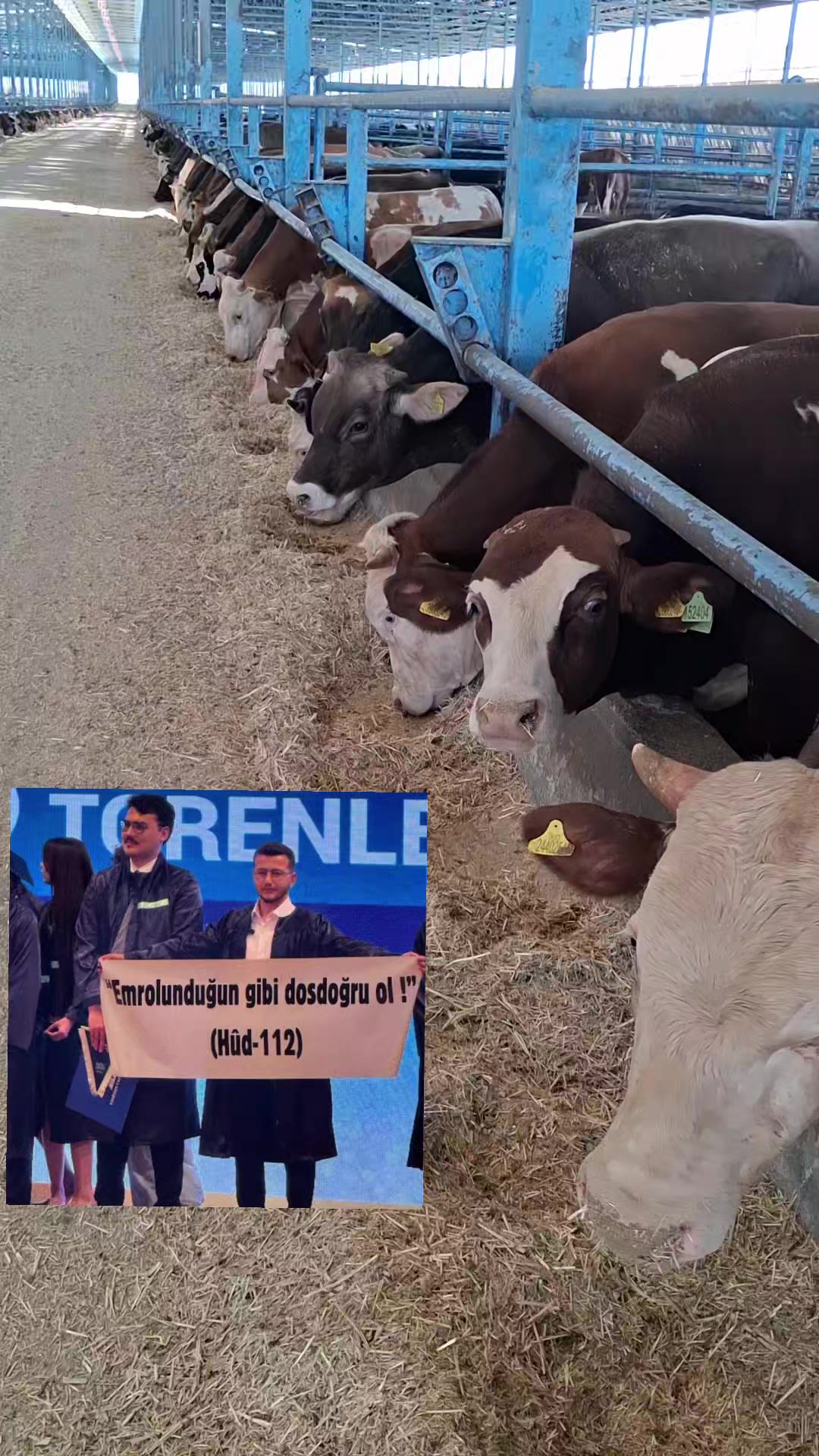 @fenomen besici