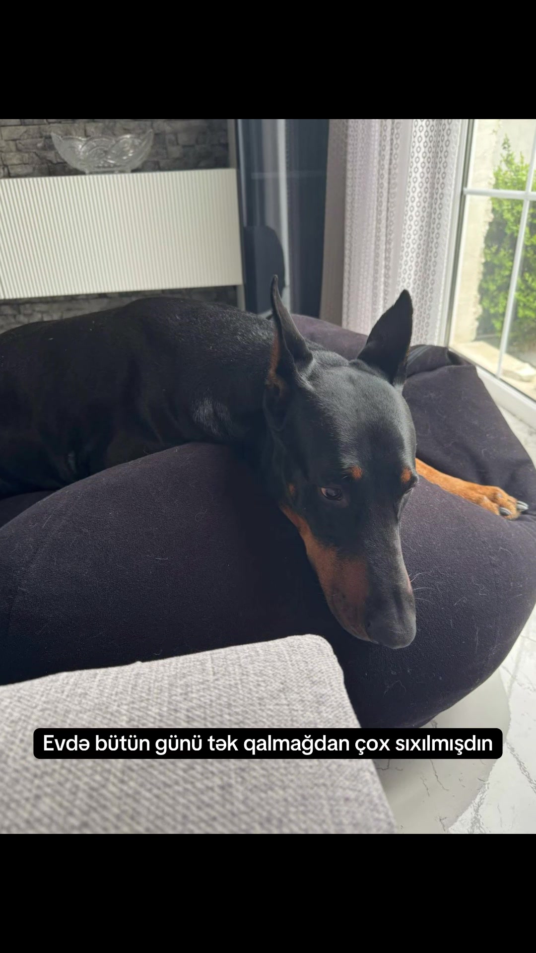 @dobi.baron