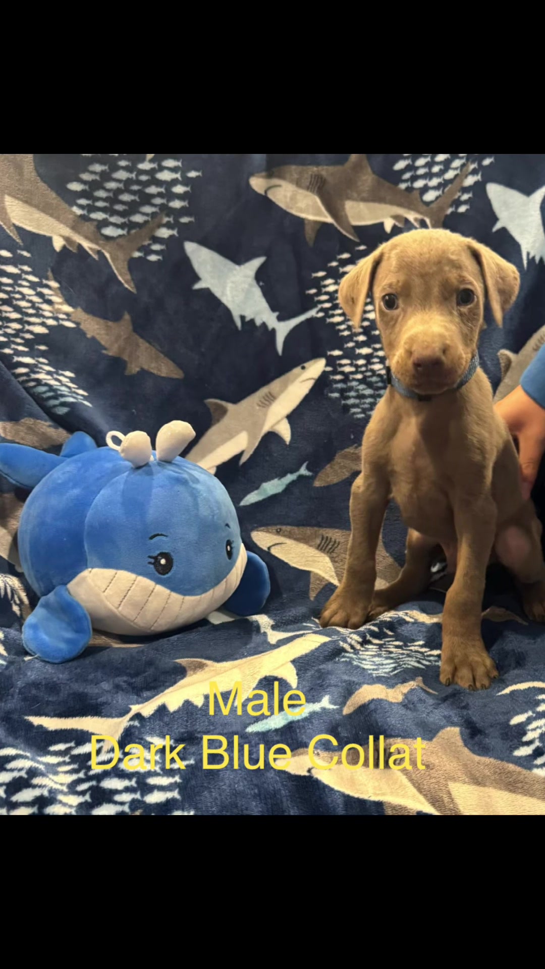 @Turnbull Dobermans