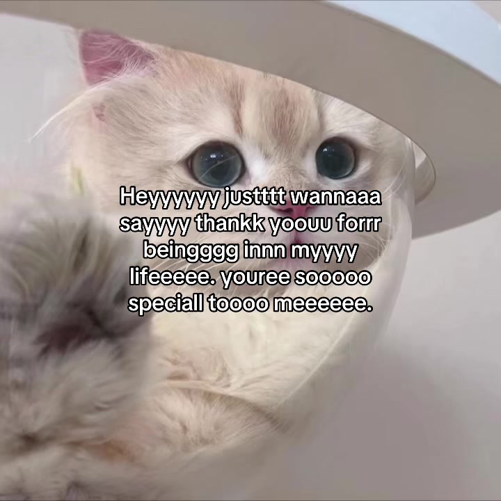 @deep.meow