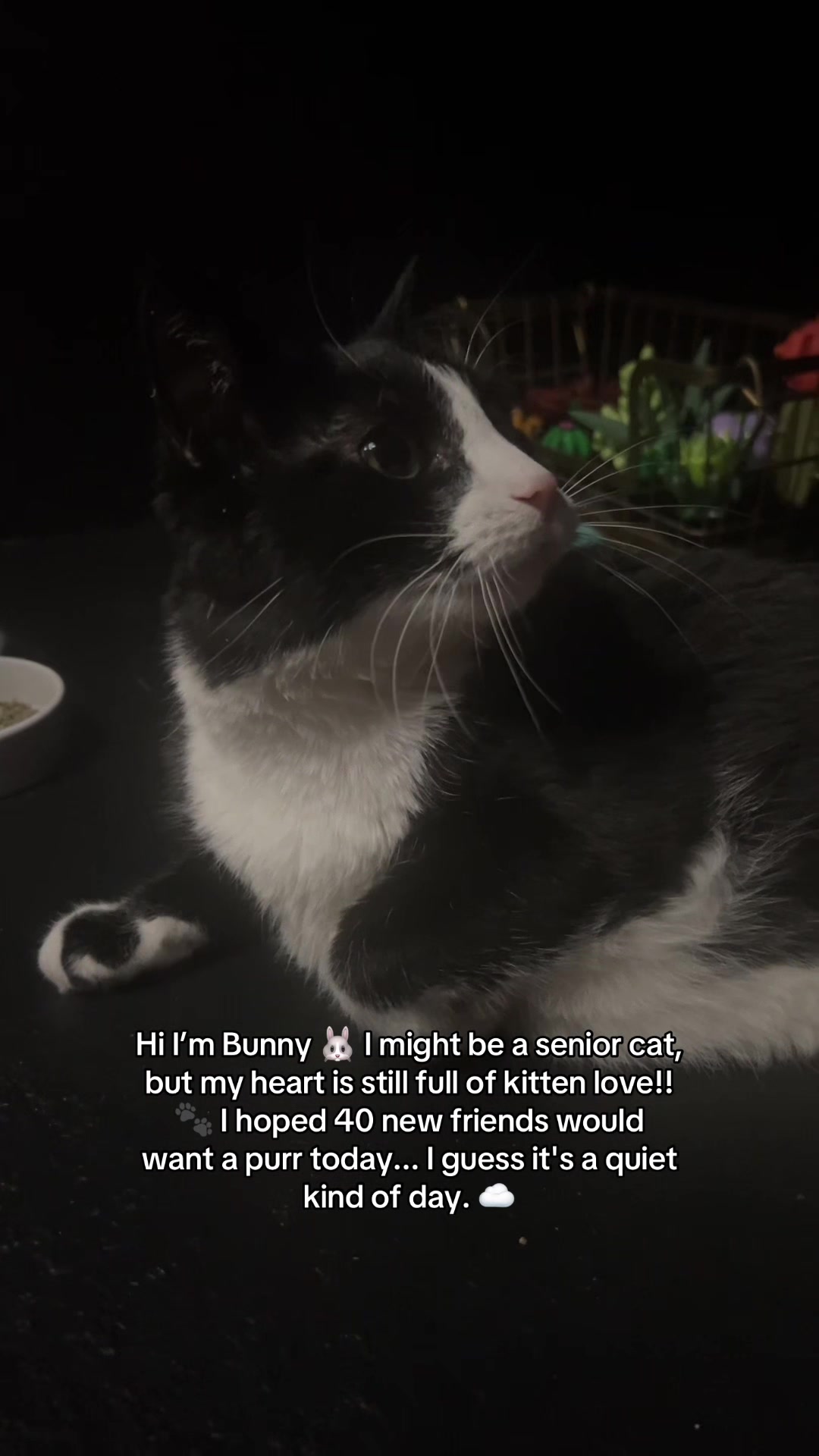 @Bunny