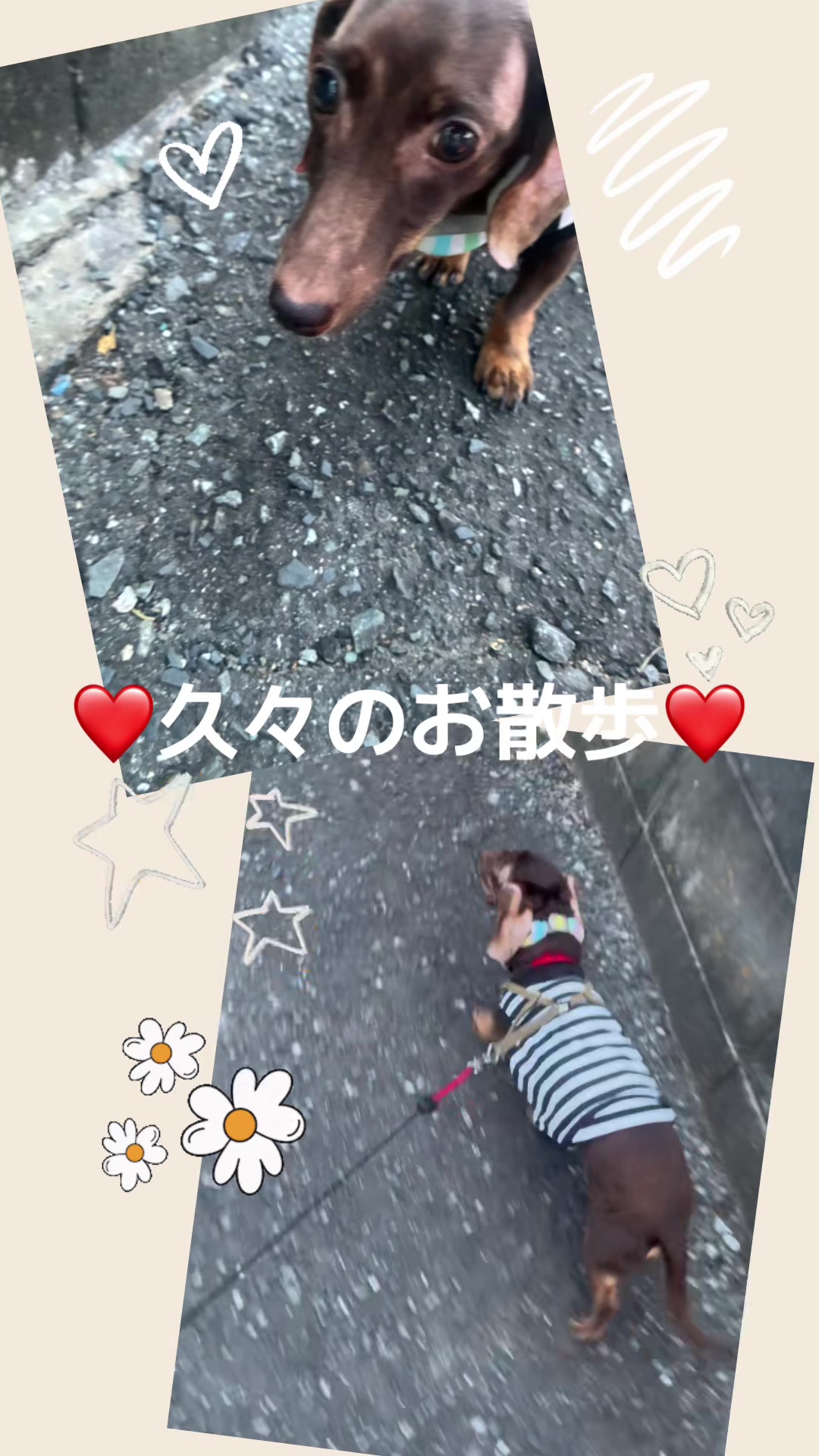 @💞himawari💞