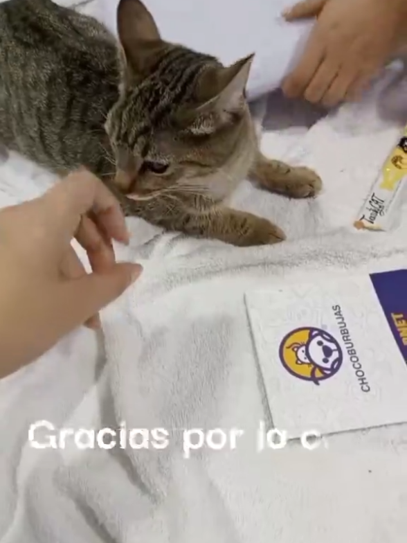 @Chocoburbujas 🐾