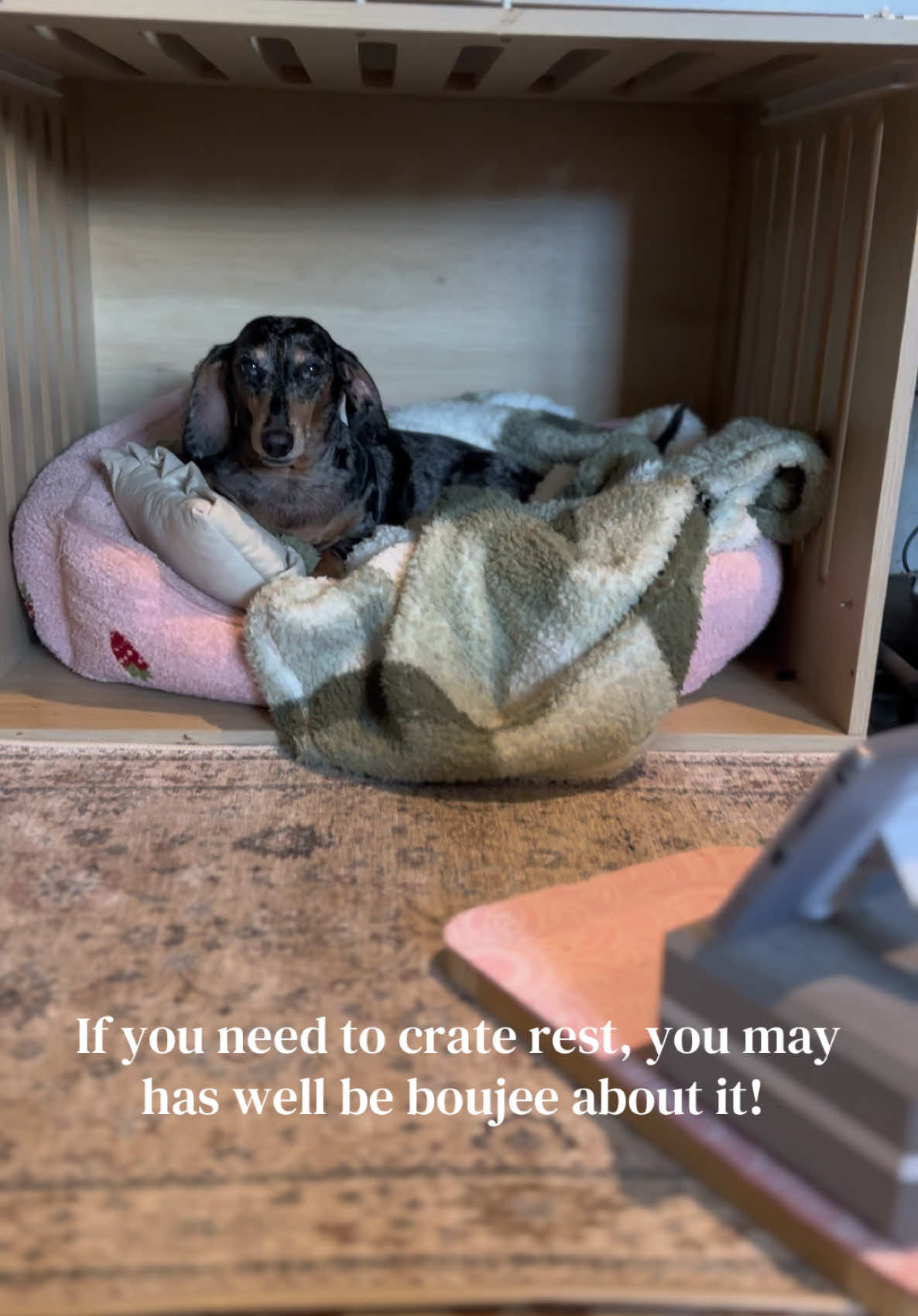 @ONATAH Dachshunds