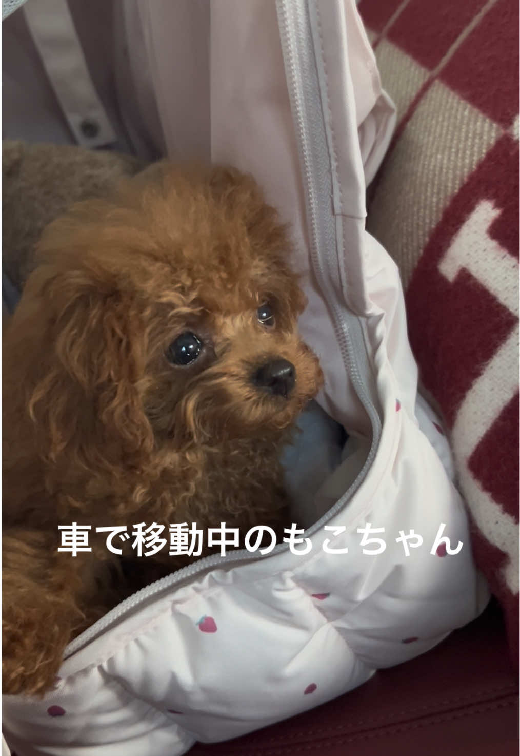 @もこ