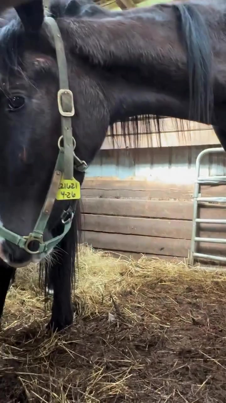 @maverickhorserescueorg