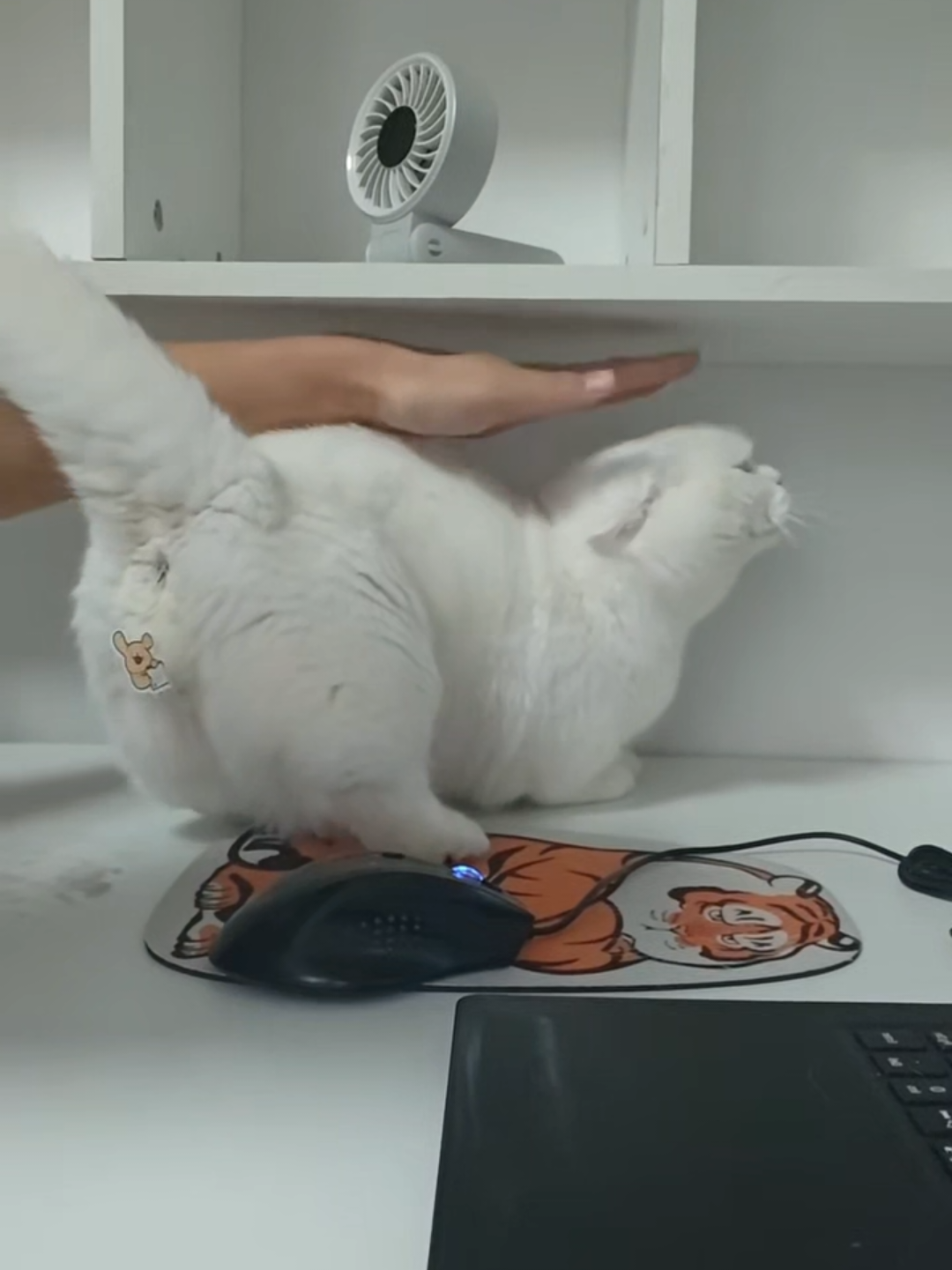 @Chonky World Of Cats