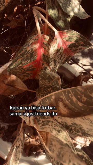 @fikarr
