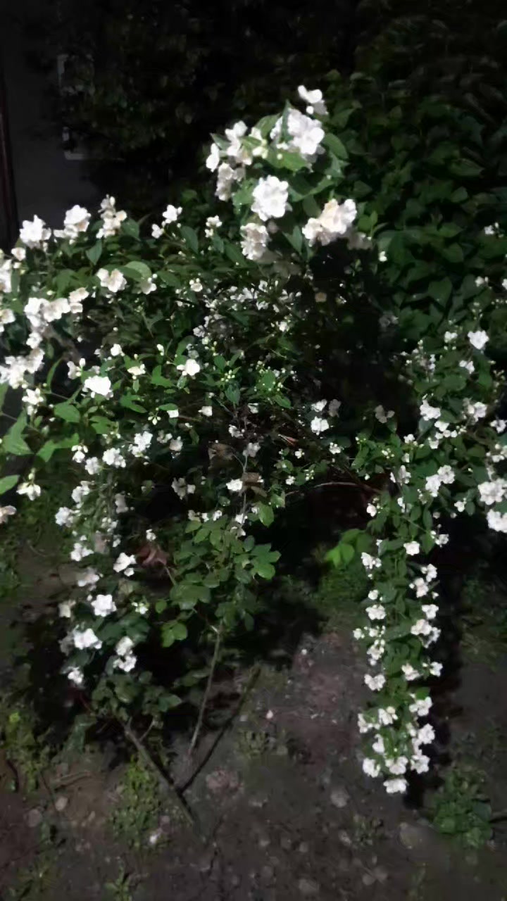 @Jalə Nagiyeva
