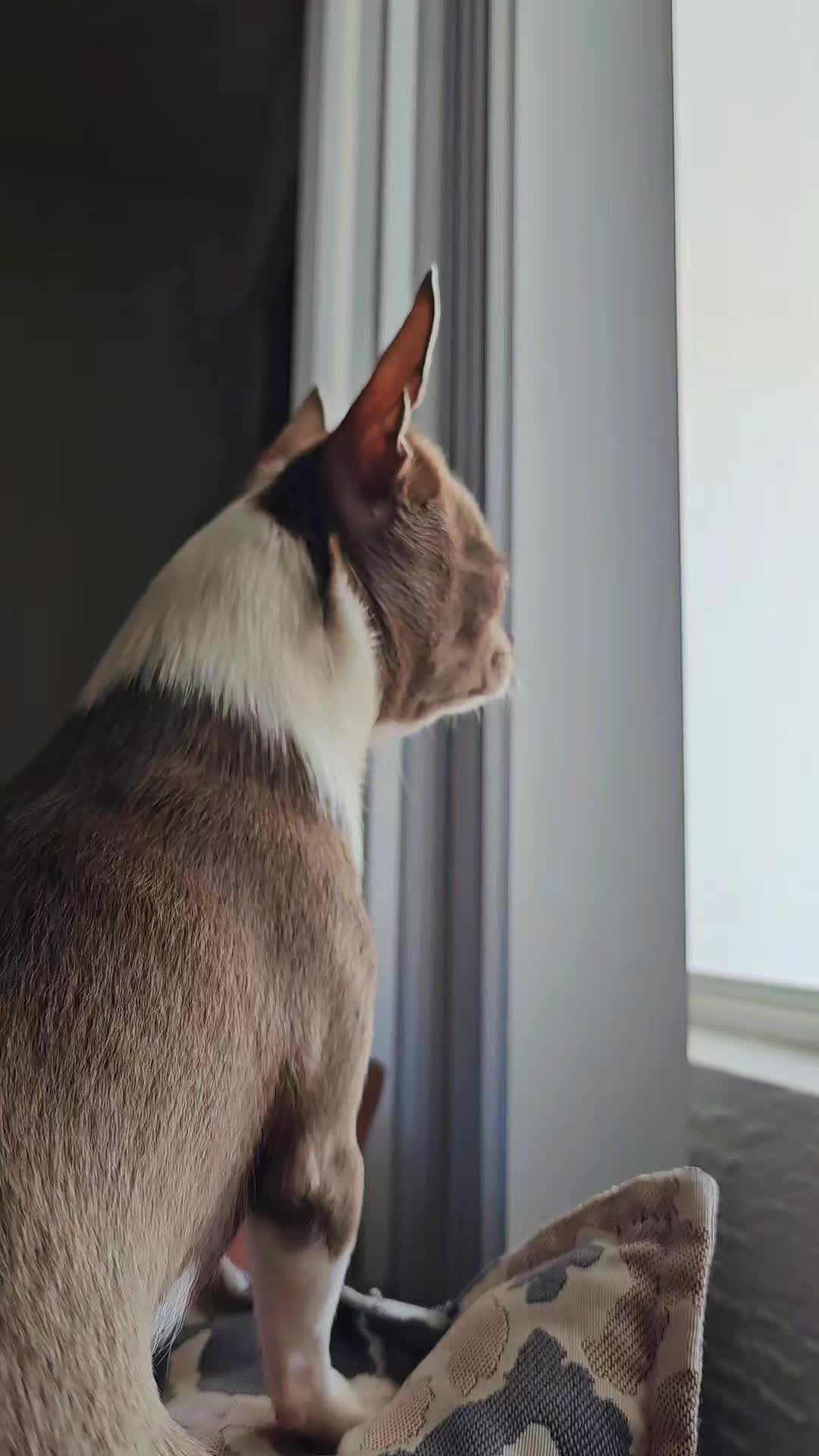 @RufinaChihuahua