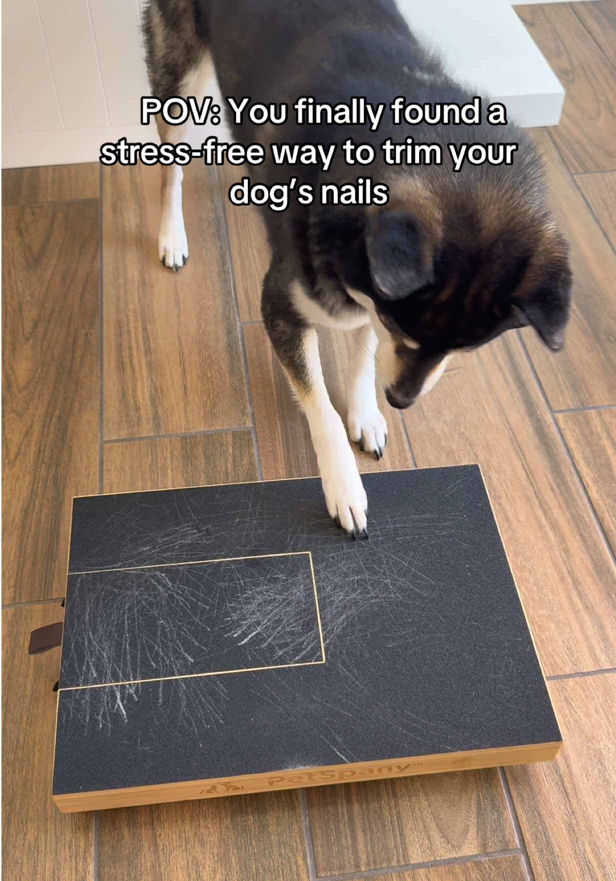 @Flock of Shibas 🐕🐕🐕