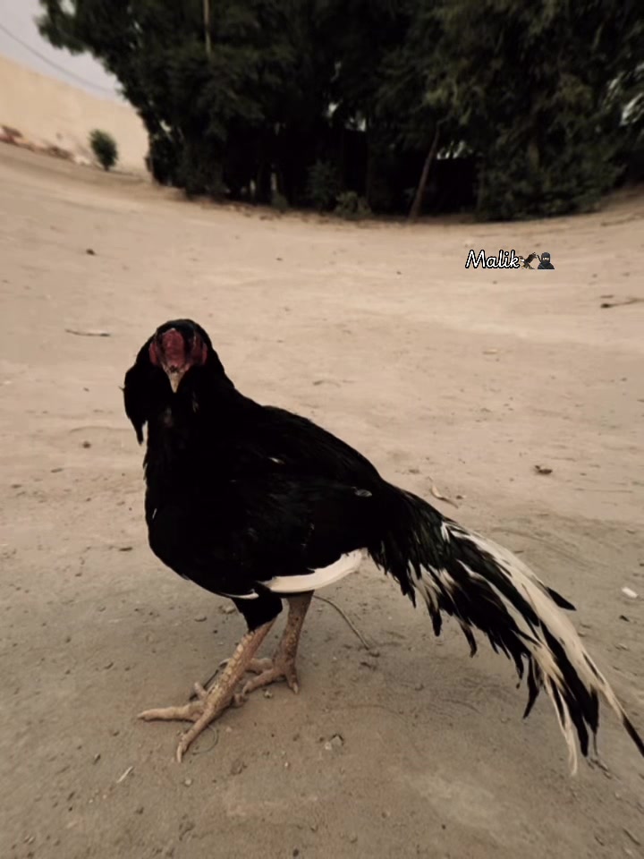@⚜️ملک صاحب⚜️
