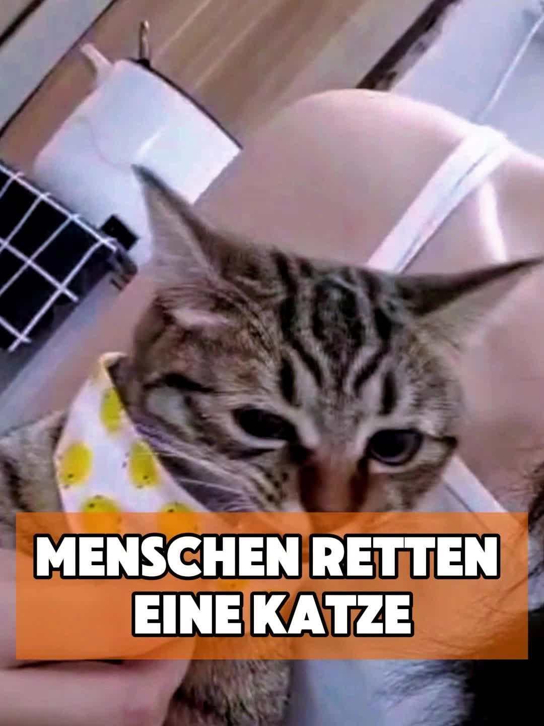 @toto_tier