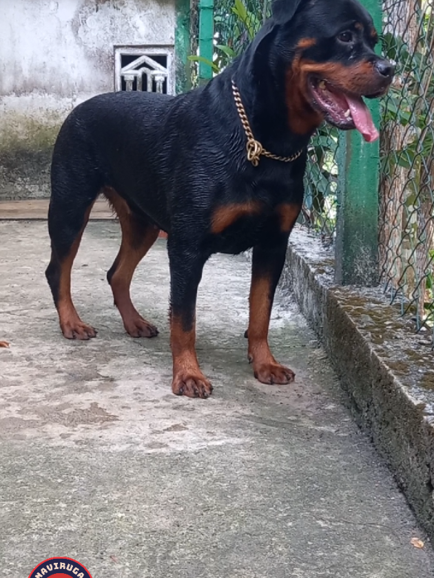 @Ranavirugama Kennel