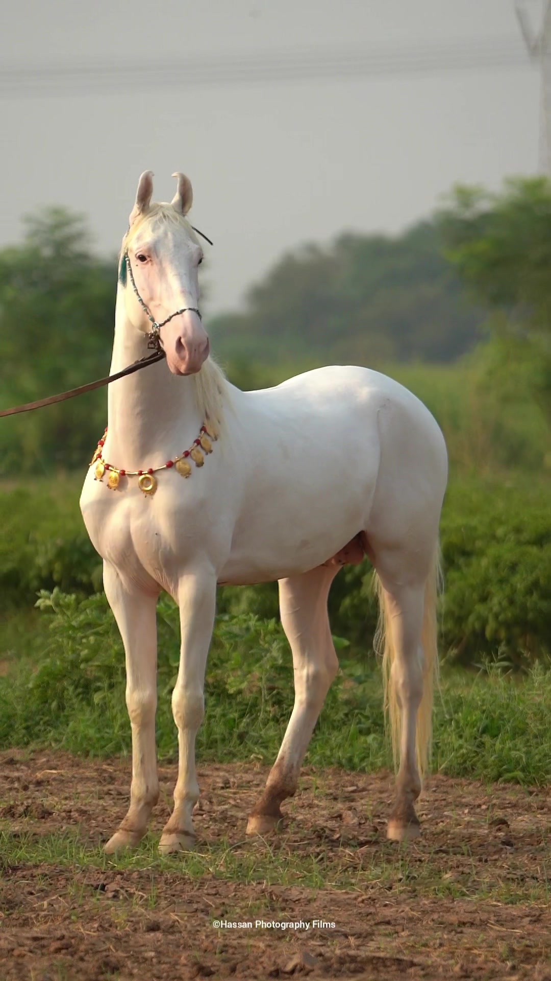 @SUNRISE STUD FARMS RAWALPINDI