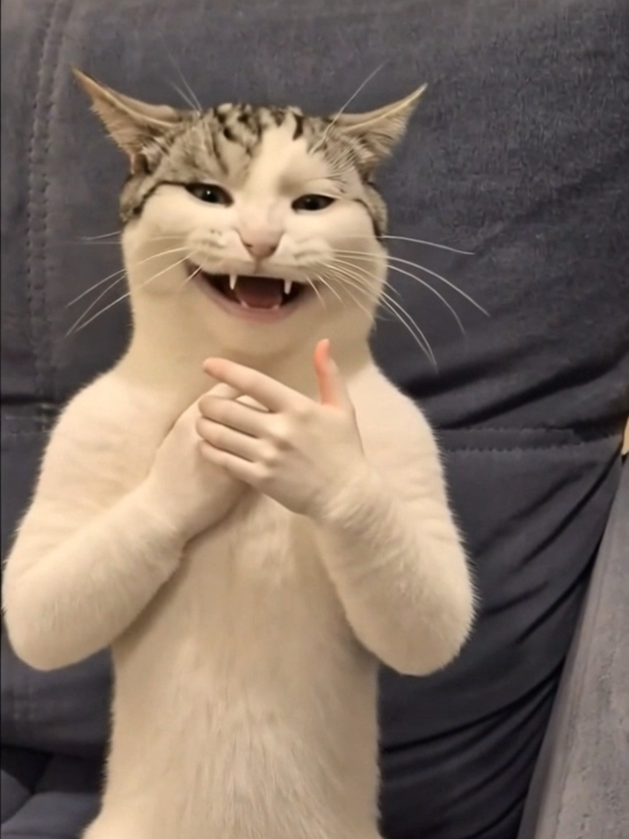 @Я кошка Зинаида