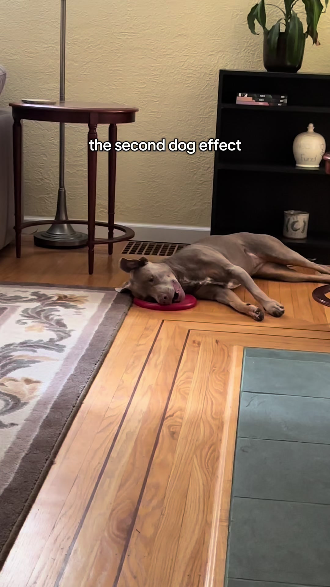 @rhubarb the doggo
