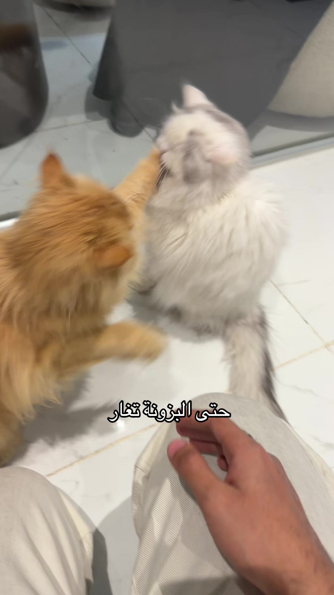 @منتظر
