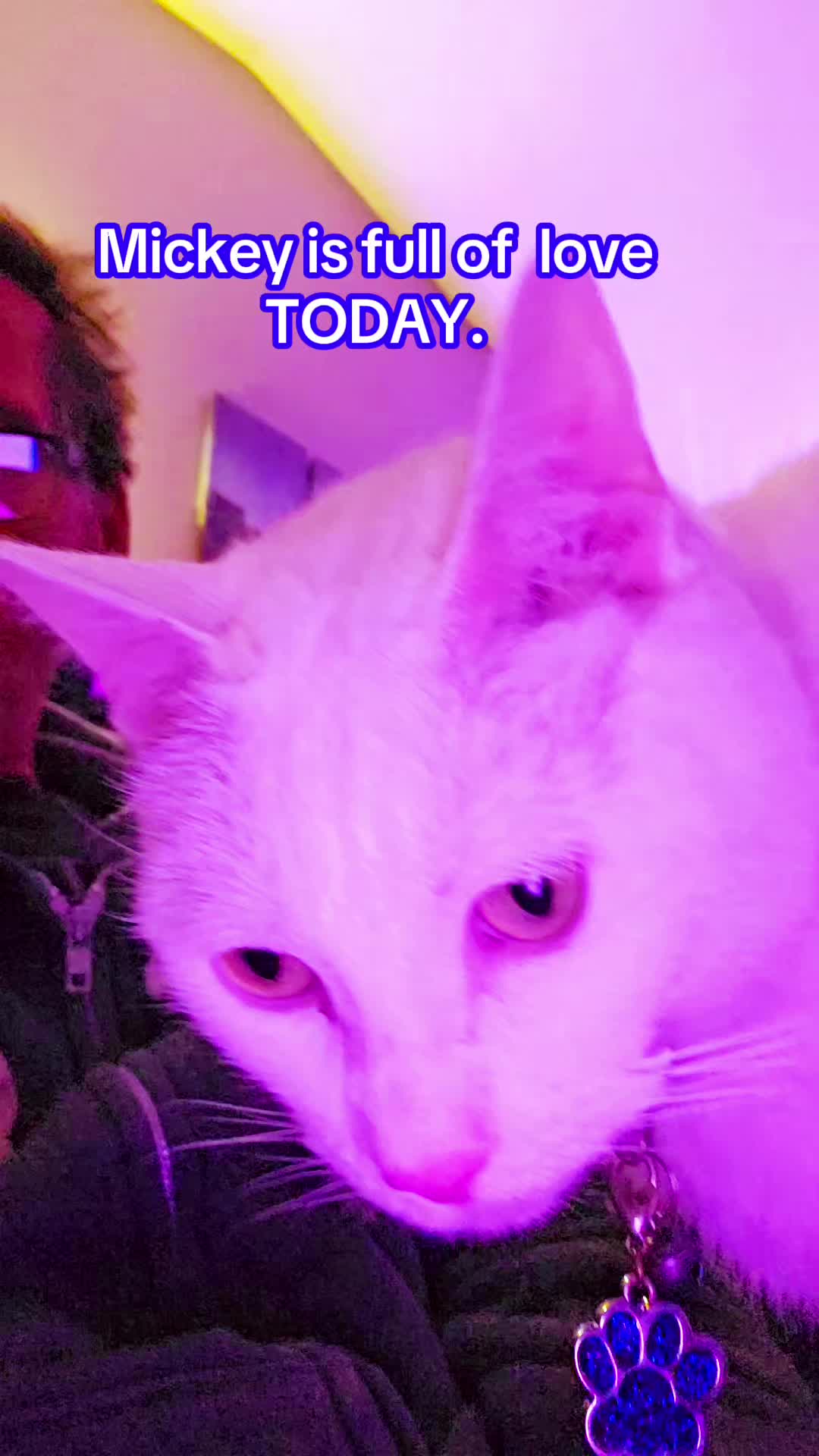 @Zoo Land Pets Cat Family🇨🇦