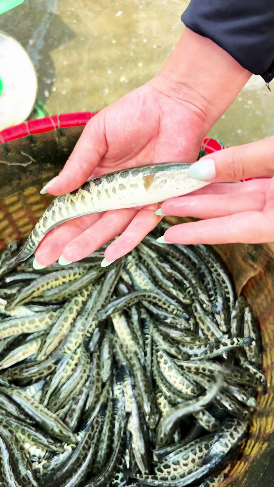 @Trại Cá Giống Quang Lâm