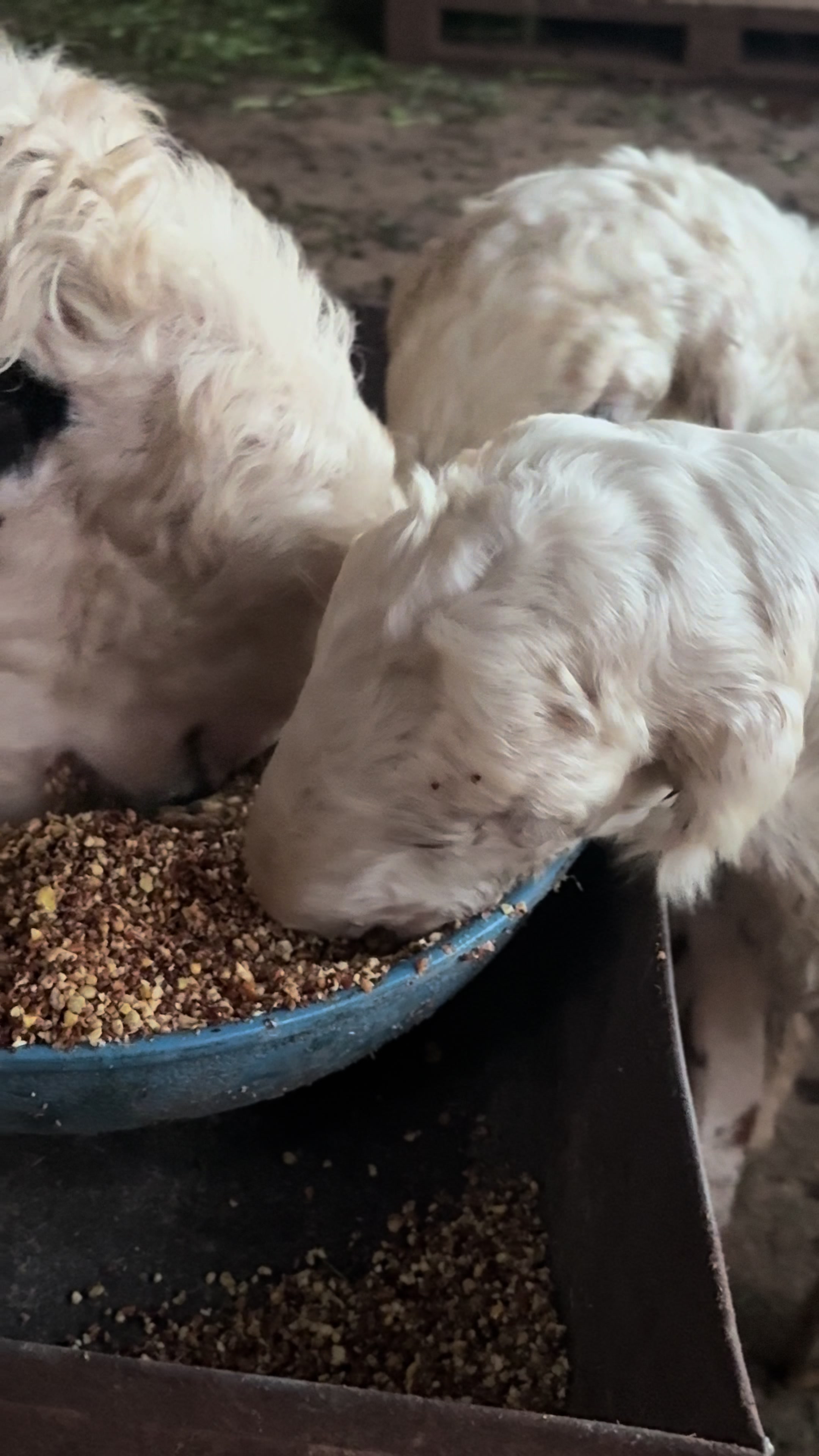 @Shiraz livestock