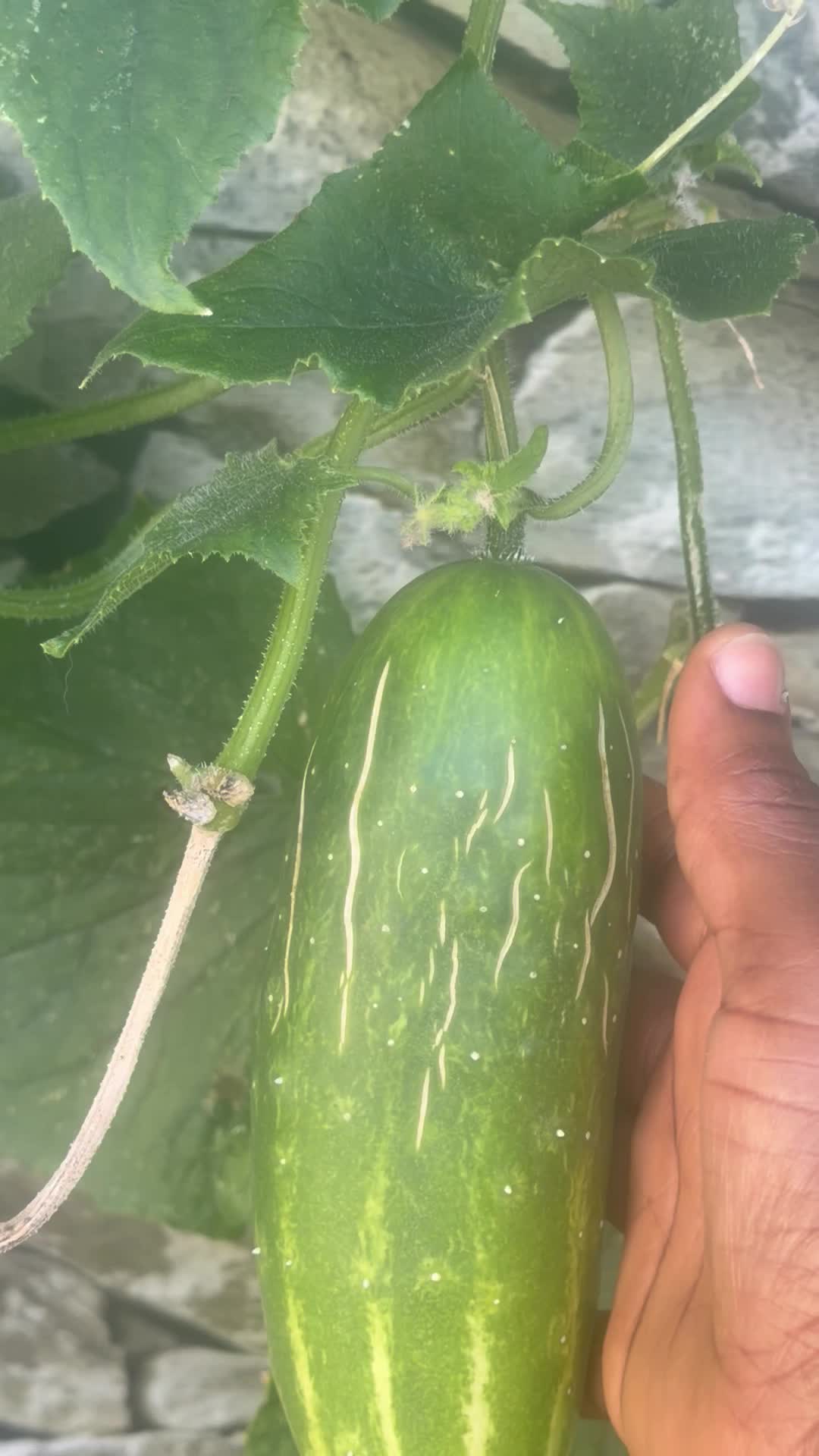 @Gracefully farm land
