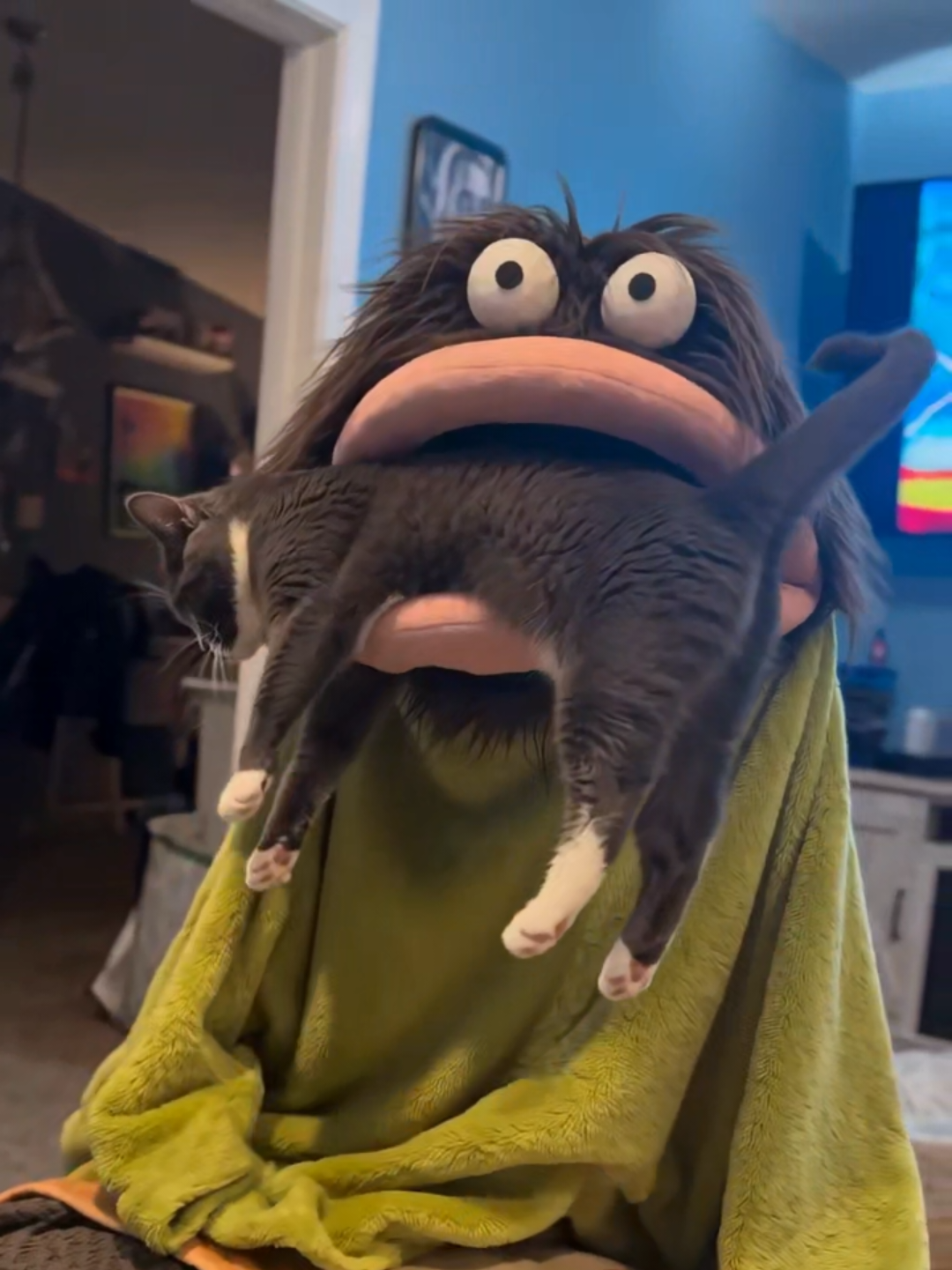 @Chonky World Of Cats