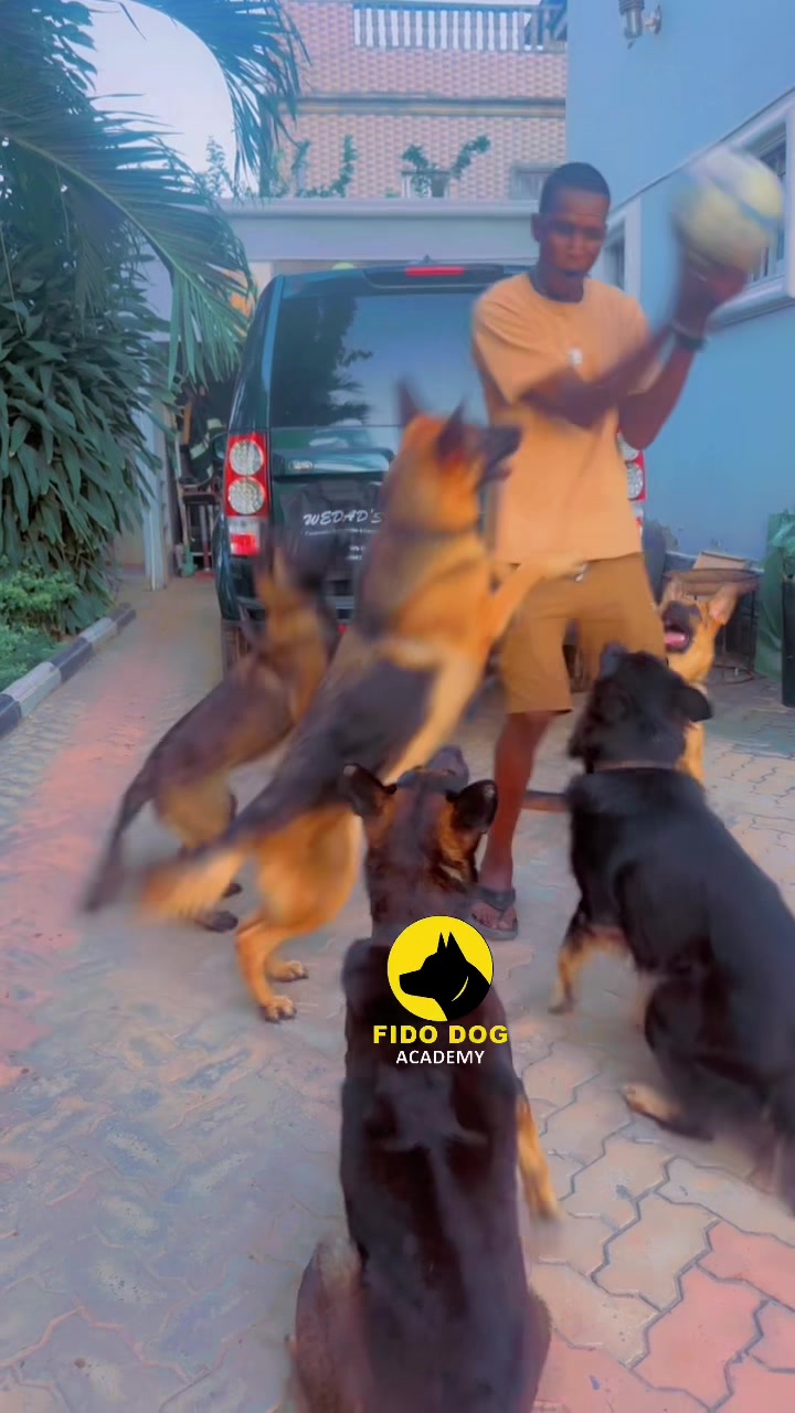 @Dog Master