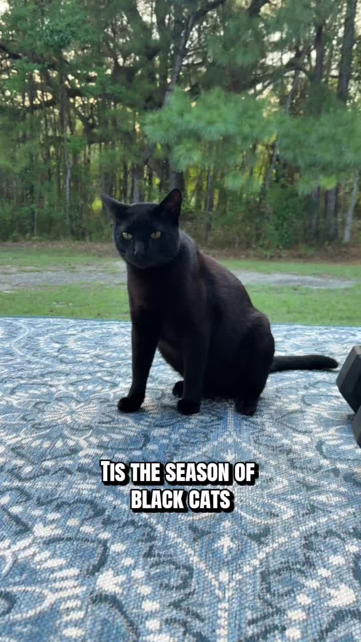 @Shiva The Forest Cat