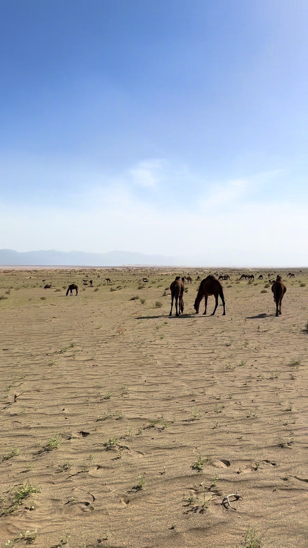 @بلوچستان عشق است 🐪🏜️🪶