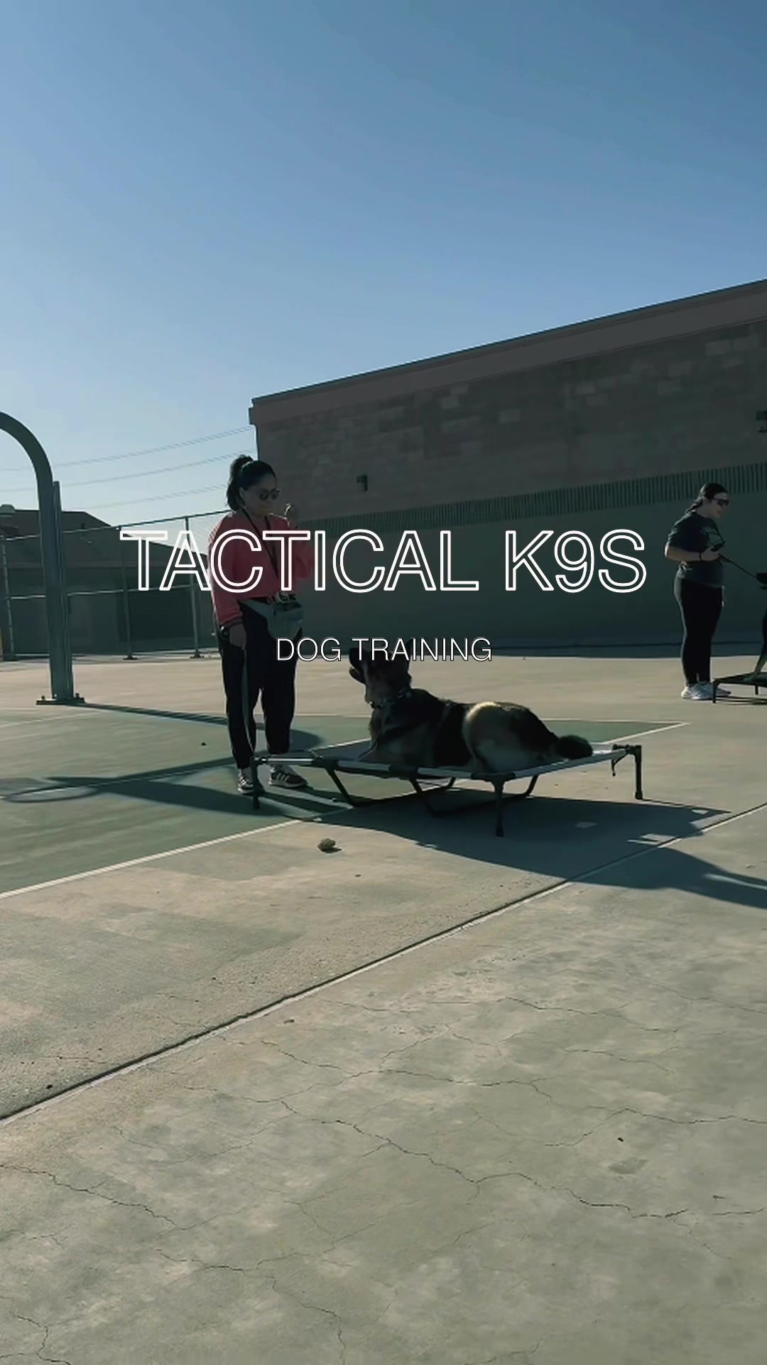 @Tactical K9s Dog Training