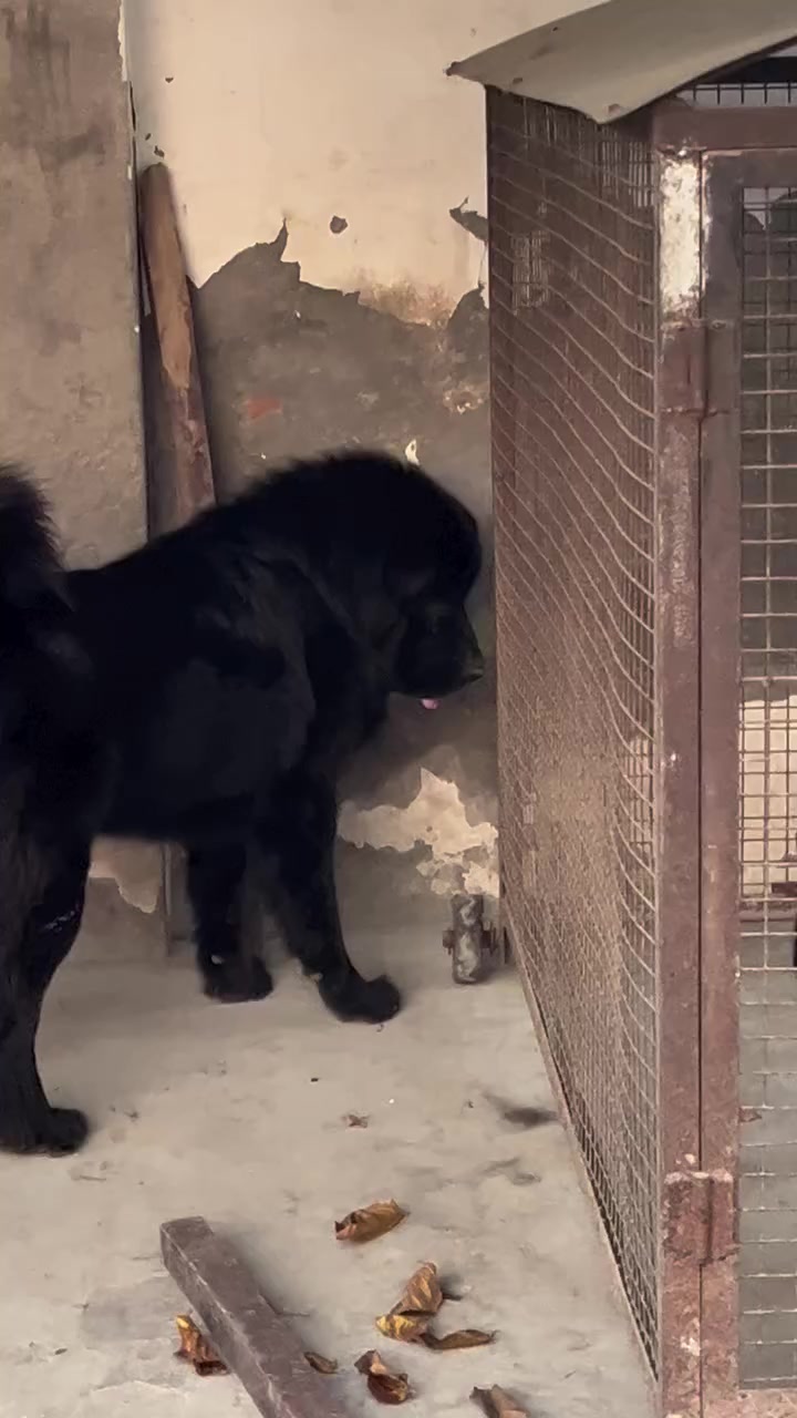 @Kashmiri_Bakrwal_Dog