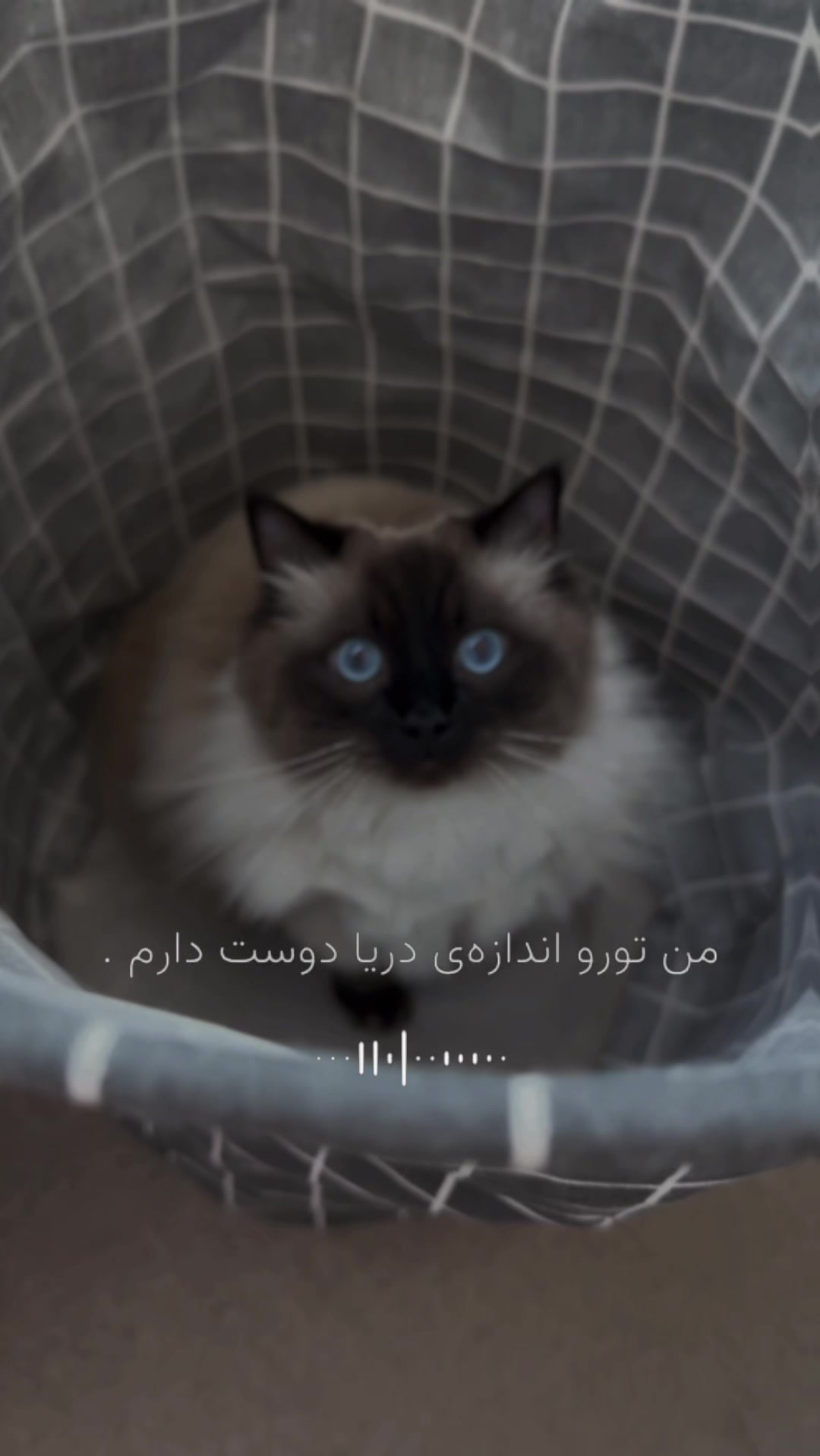 @sajiasahar