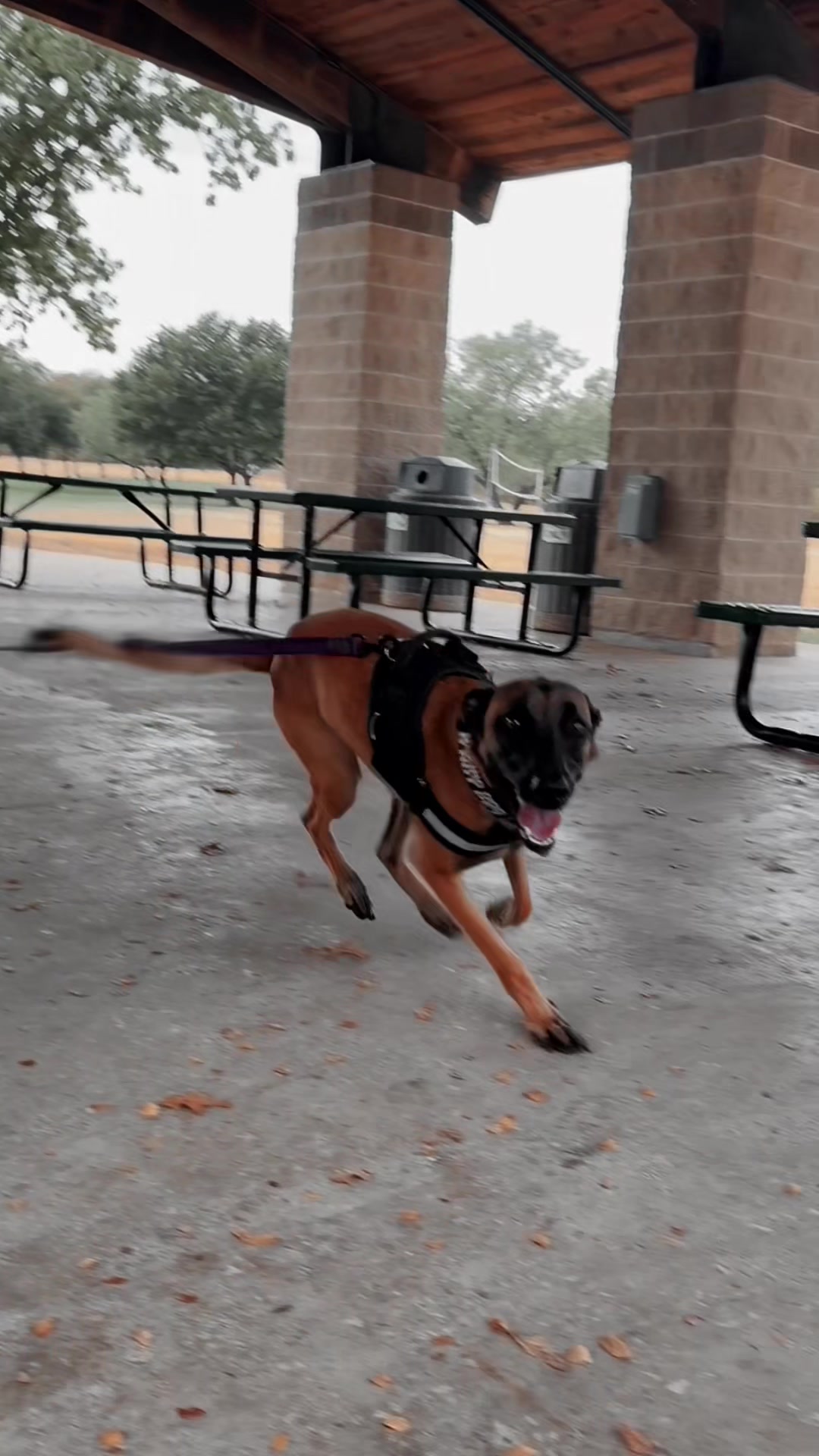 @Unschool the Dog